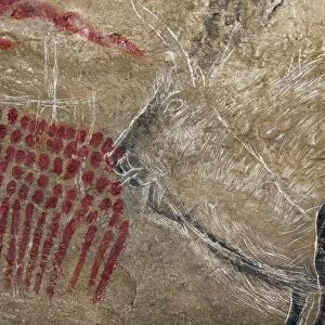 Marsoulas cave painting replica C013 / 7415