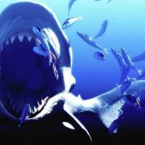 Megalodon prehistoric shark