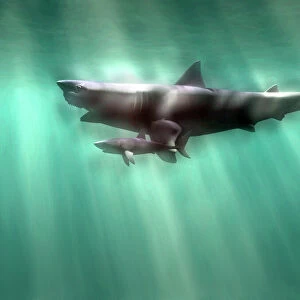 Megalodon shark and great white