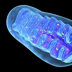 Mitochondrial structure, artwork C015 / 6765