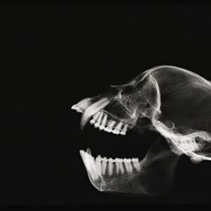 Monkey skull, X-ray