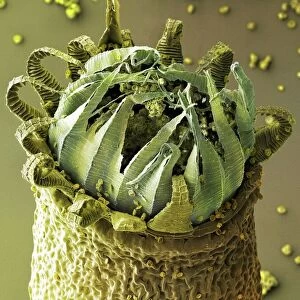 Moss capsule (Homalothecium sericeum) SEM