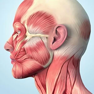Muscular system on head