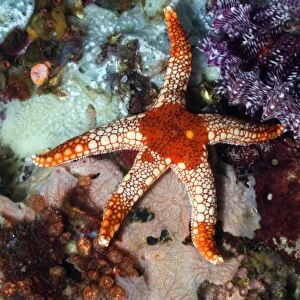 Necklace starfish C014 / 2931