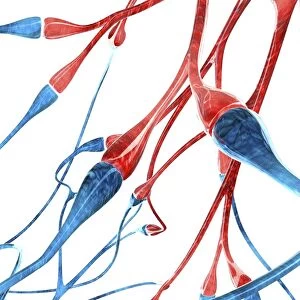 Nerve cell synapses, computer artwork