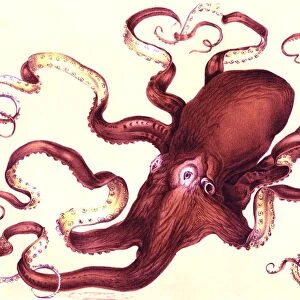 Octopus, 19th Century illustration