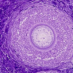 Ovarian follicle, light micrograph C016 / 0519