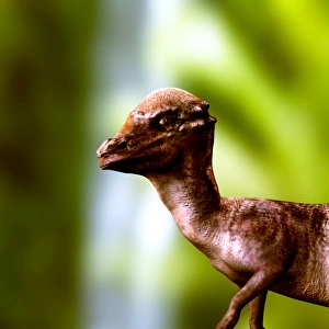 Pachyosaurus dinosaur