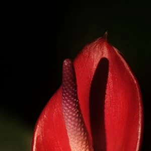 Painters palette (Anthurium andraeanum)