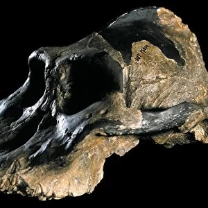 Paranthropus aethiopicus (KNM-WT 17000) C015 / 6932