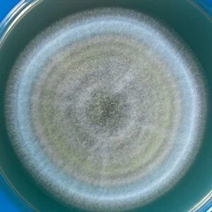 Penicillium fungus growing on agar