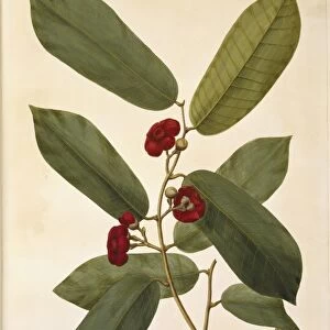 Pepisang (Uvaria littoralis), 1782 C016 / 5126