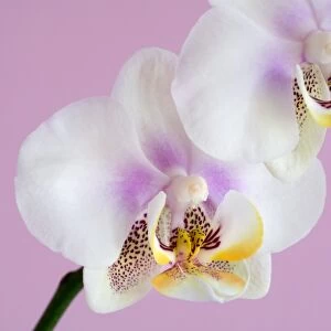 Phalaenopsis flowers (Phalaenopsis sp. )