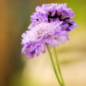 Pincushion flowers (Scabiosa columbaria)