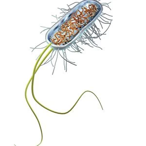 Prokaryote cell, artwork C016 / 6263