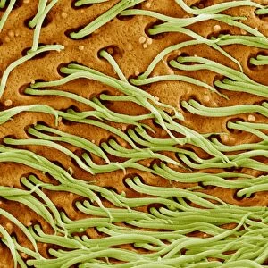 Protozoan cilia, SEM