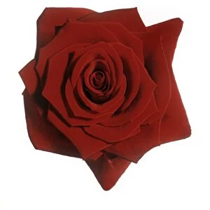 Red rose (Rosa Grand Prix )