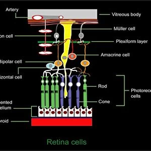 Retina structure