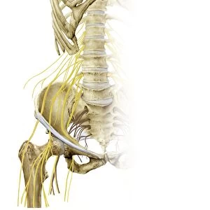 Right hip and nerve plexus, artwork C016 / 6809