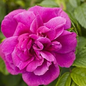 Rose (Rosa gallica var officinalis) C013 / 5535