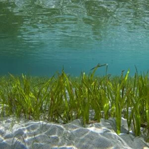Shallow seagrass bed in Indonesia