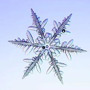 Snowflake, light micrograph