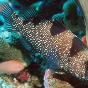 Spotted soapfish