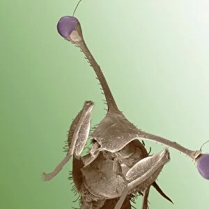 Stalk-eyed fly, SEM C014 / 4882