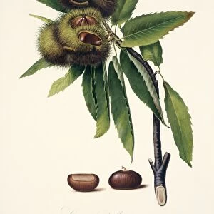 Sweet chestnut, 19th century illustration