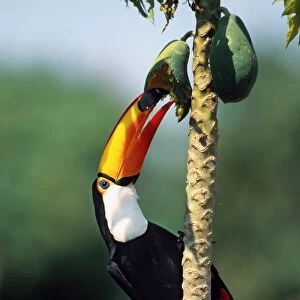Toco toucan eating fruit C014 / 3020