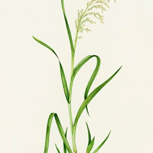 Wild rice (Zizania aquatica)