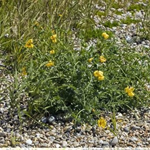 Yellow Horned Poppy (Glaucium flavum) C013 / 5474