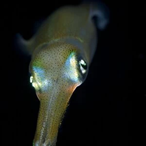 Young bigfin reef squid at night