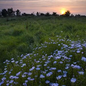 Flowering Michaelmas Daisies photographed at sunset in the Rising Sun Country Park