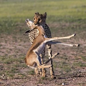 Cheetah (Acinonyx jubatus) with springbok calf kill, Kgalagadi Transfrontier Park