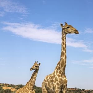 Giraffe (Giraffa camelopardalis) with young, Kgalagadi Transfrontier Park, Northern Cape