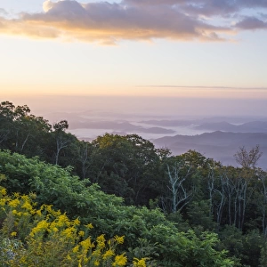 Golden rods and sunrise over the Blue Ridge Mountains, North Carolina, United States of America