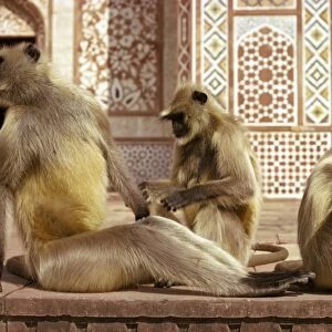 Monkeys at tomb of Akbar