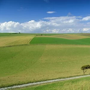 South Downs, East Sussex, England, UK, Europe
