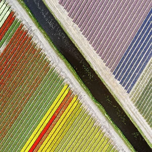 An aerial view of tulip fields near Lisse, North Holland, Netherlands