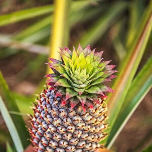 Africa, Ghana, Volta Region. Pineapple plant