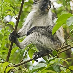 Red Colobus Monkey, Jozani Forest Reserve, Zanzibar