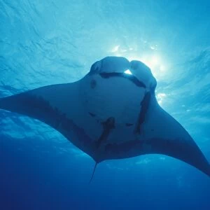 Giant manta ray, overhead (Manta birostris). Mexico, Revillagigedo Is