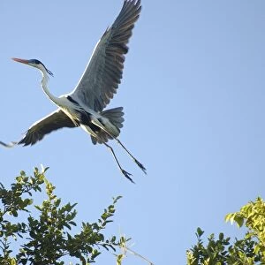 White-necked heron (aka cocoi heron or maguari), Ardea cocoi, flying, southern Pantanal, Mato Grosso do Sul