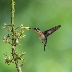 A female Purple-throated Mountain-gem Hummingbird feeds on the nectar of a tropical