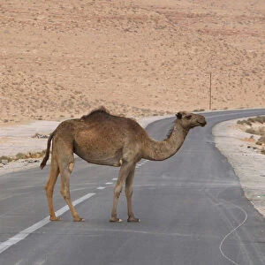 A camel is seen on a road near the north of the besieged city of Bani Walid