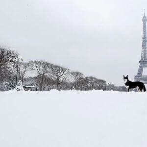 A dog plays in the snow near the Eiffel Tower in Paris, as winter weather with snow