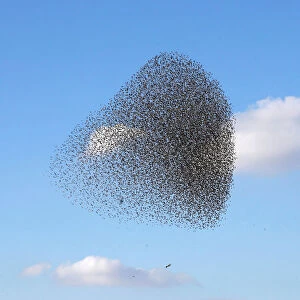 A murmuration of migrating starlings is seen across the sky near the city of Beer Sheva