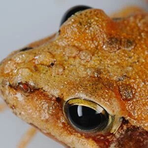 Agile Frog (Rana dalmatina) immature, close-up of head showing fungal disease and infections, Italy, may