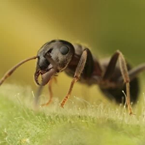 Black Garden Ant (Lasius niger) adult, standing on leaf, Leicestershire, England, june